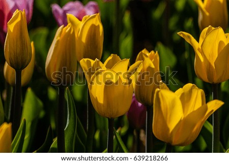 Macro of yellow tulips on a background of green grass close-up