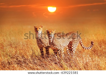 Cheetah group in the Serengeti National Park. Sunset background. Africa. Tanzania.