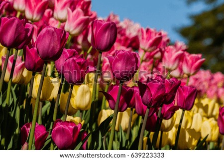Macro multi-colored tulips on a background of green grass close-up