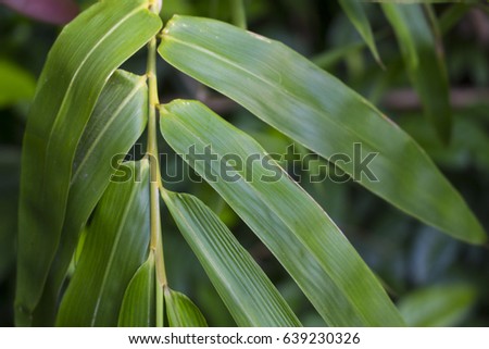 Bamboo leaf closeup on green background. Bamboo leaf close photo for spa salon design, meditation wallpaper, zen poster. Fresh green leaf. Tropical garden. Beauty banner. Oriental plant. Leaf decor