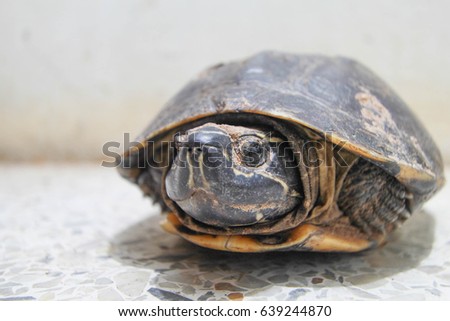 turtles in tortoiseshell on concrete