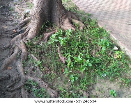 The root of the tree