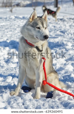 A dog with a red leash, sits on the snow and looks away.