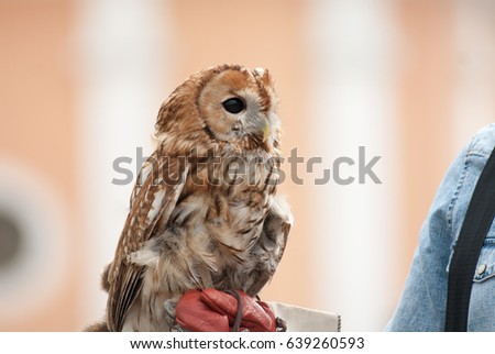 Man in the sunglasses, in the jeas shirt holds an owl in hand in summer time