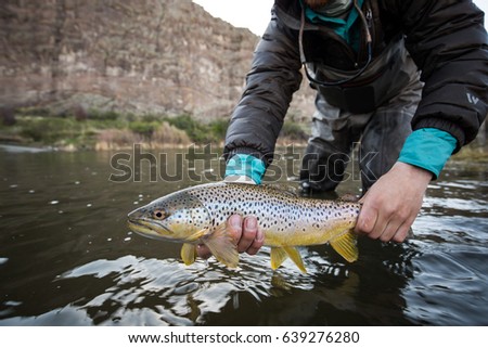 Holding Brown Trout Royalty-Free Stock Photo #639276280