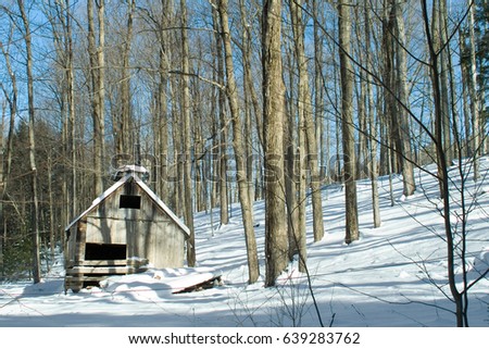 An abandoned maple sugarhouse on a forested New England hillside in winter. Traditionally, sugarhouses have been used to boil sap collected from maple trees until it becomes maple syrup or maple sugar Royalty-Free Stock Photo #639283762