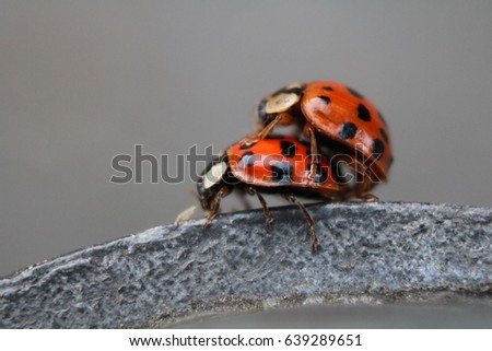 close up photo of two Ladybugs during mating. Isolated Ladybugs mating photo. Close up photo of Ladybugs pairing. Extraordinary photo of ladybugs during pairing.

