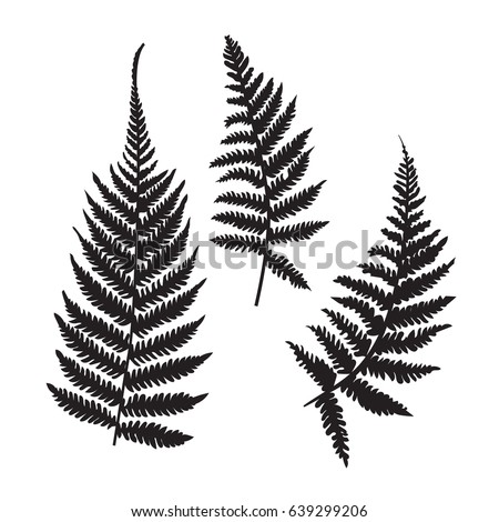 Vector fern silhouette collection. Black isolated prints of fern leaves on the white background.  Royalty-Free Stock Photo #639299206
