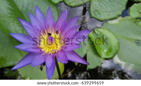 purple and yellow lotus with green leaf in river