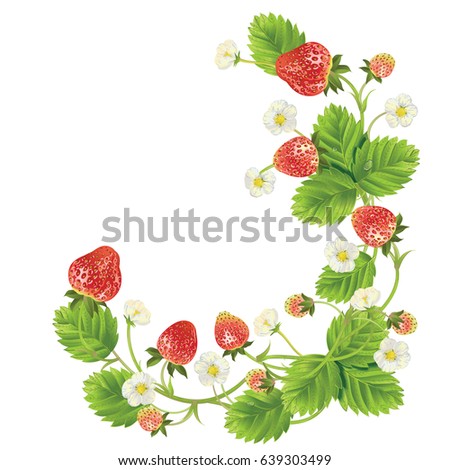 Strawberry with leave, water drops and flowers. Vector realistic illustration. On white background. Design for grocery, farmers market, tea, natural cosmetics, summer garden design element.