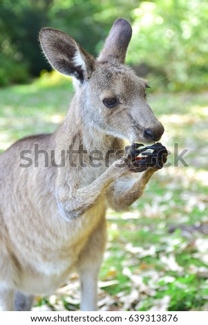 Wild grey kangaroo holding an apple with paws and eating it during sunset