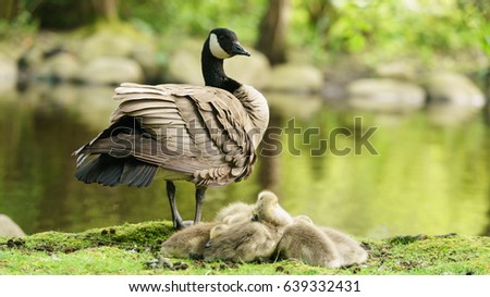 Canadian goose and goslings