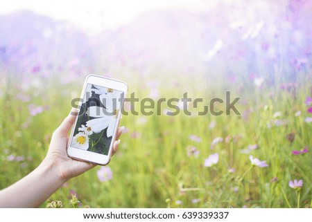 Woman Photography take a photo of fields white Cosmos beautiful by smartphone with cosmos garden with cool tone