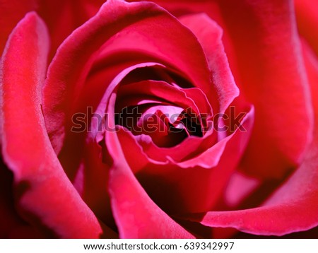 Red ROSE Royalty-Free Stock Photo #639342997