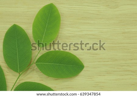 Close up green leaf on wooden background
