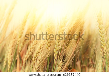 photo of wheat field at sunset.