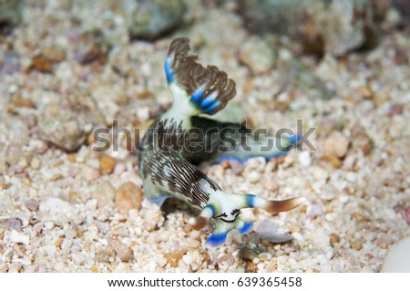 Sea slug _ Nembrotha chamberlaini nudibranch