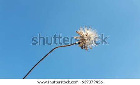 Grass flower Blue background