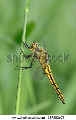 Dragonfly, Orthetrum cancellatum female