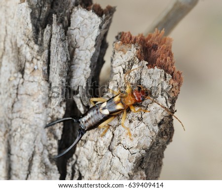 Closeup of the nature of Israel - earwig on the bark