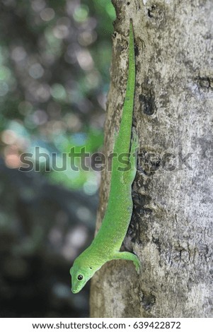 African Gecko