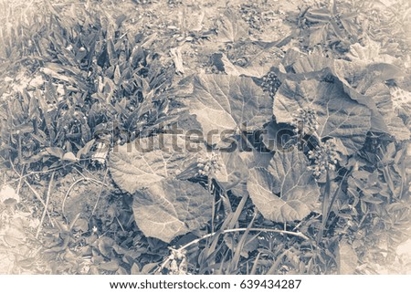 Vintage photo park grass and plants with large leaves