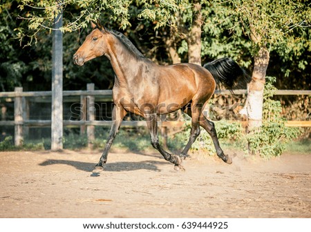 A beautiful brown horse runs free