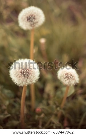 Warm summer picture dandelion backlit with shallow depth of field, soft-fokus. Easy warm brown toning images as background