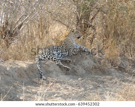Female leopard blends in with nature
