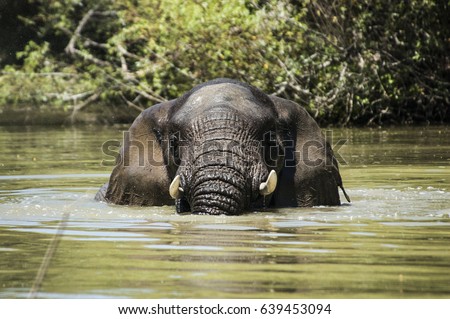 Elephant bull swimming in the Bushmans river in the Eastern cape South Africa