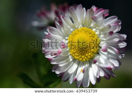 A close up view of a daisy