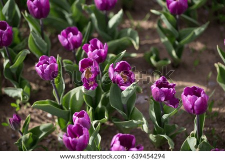 Beautiful purple tulips in nature