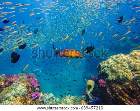 under the sea in Thailand