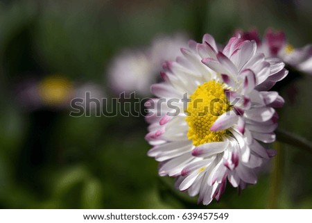 Meadow flower daisy white pink
