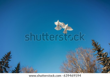 Two beautiful white doves on sky background Royalty-Free Stock Photo #639469594