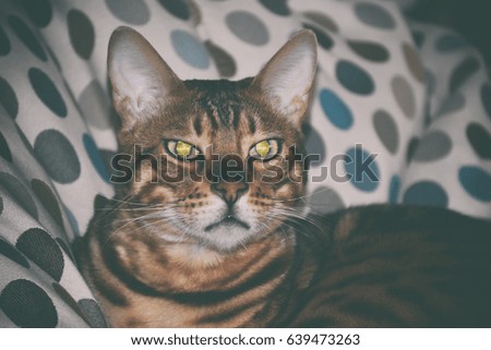 Cat Bengal breed lying on a chair. Pet
