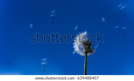 Dandelion. Dandelion fluff. Dandelion tranquil abstract close-up art background. Clear blue sky. Flying fluff. Royalty-Free Stock Photo #639488407