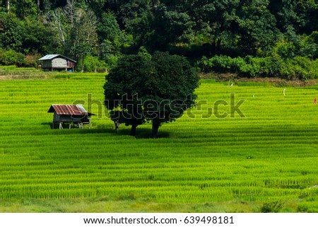 The house on green rice terraces