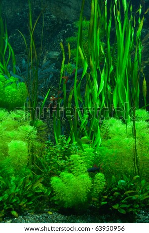 Background of the green aquarium seaweed underwater