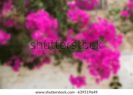 Bougainvillea against the wall. Blurred vector background.