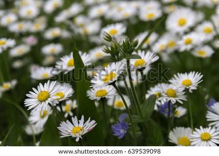 Field of daisy flowers, shallow depth of field