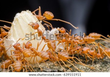 red ants teamwork move for food,Red weaver ants
