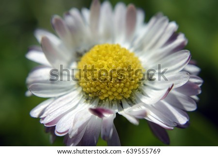 Yellow anthers of daisies