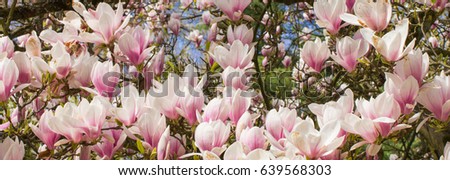 Blooming colorful magnolia flowers in sunny garden or park, springtime, seasonal flowers