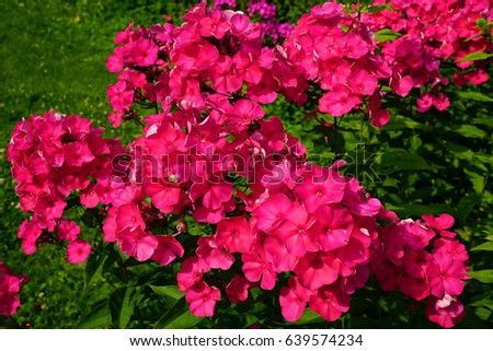Phlox paniculata  Andre Aida In the sun on a blurred background of different shades of foliage Summer Abstract picture composed