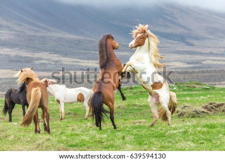 Icelandic horses Royalty-Free Stock Photo #639594130