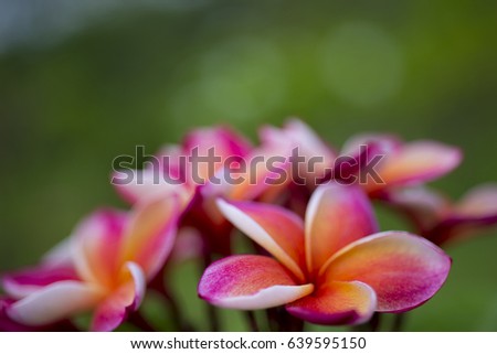 Beautiful frangipani flowers on a green background.