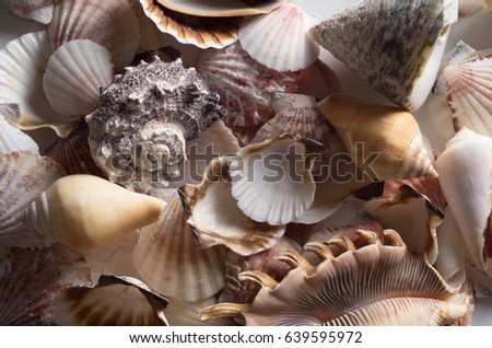 Seashell background