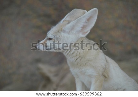 Portrait of cute fennec fox