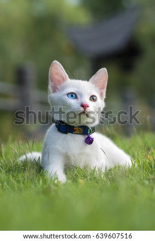 Odd-eyed kitten , Blue-eyed kitten